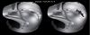 Arai TOUR-X4 Depart Blue adventure helma vel.XL